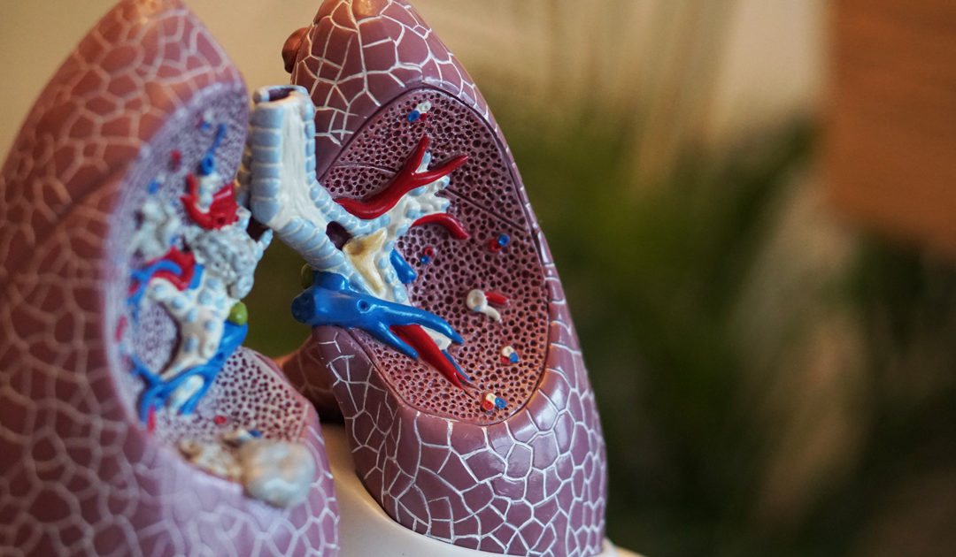 4 choses à savoir sur les poumons