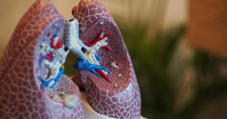 4 choses à savoir sur les poumons