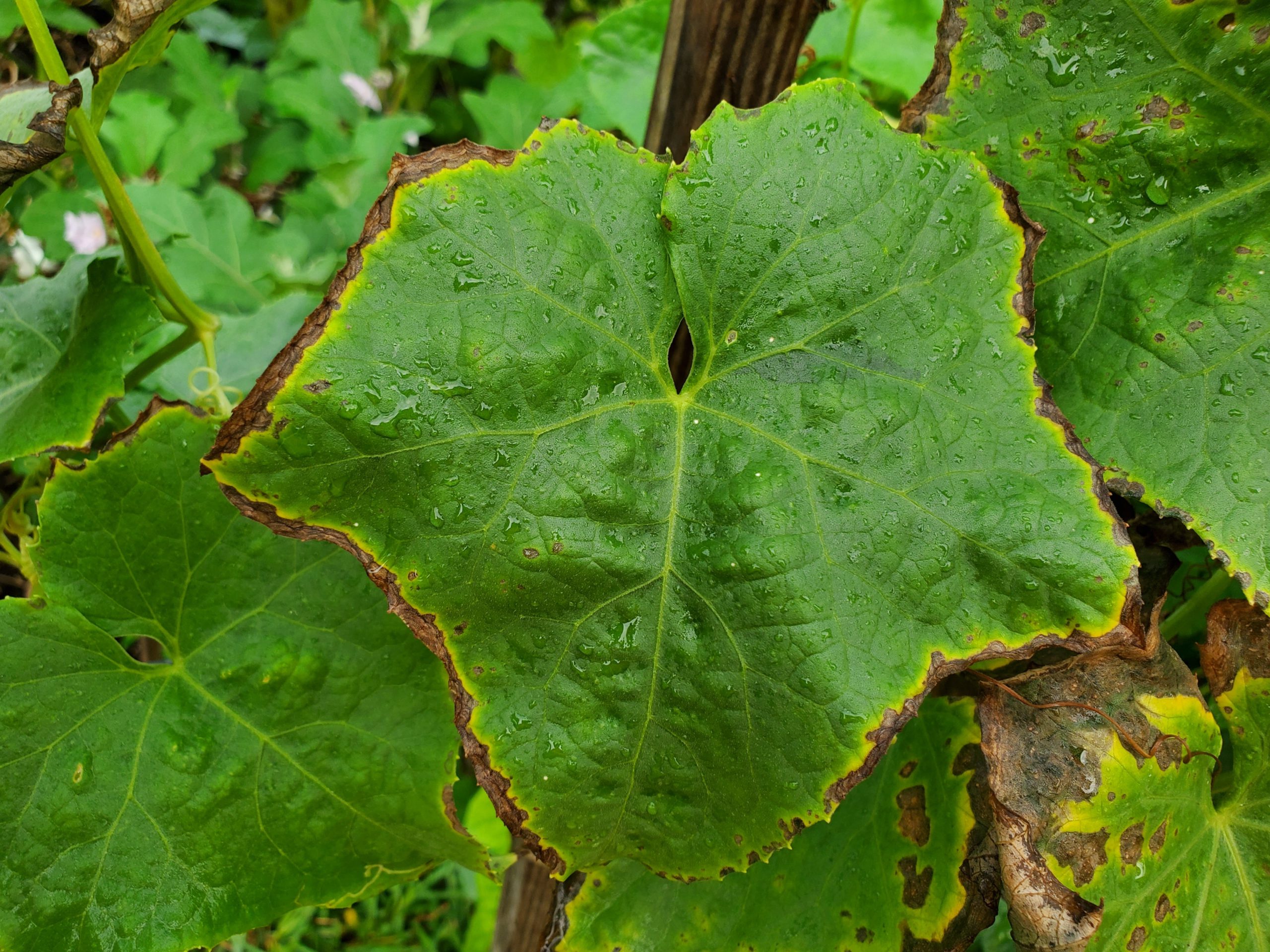 Feuille montrant des signes de carence en potassium.
