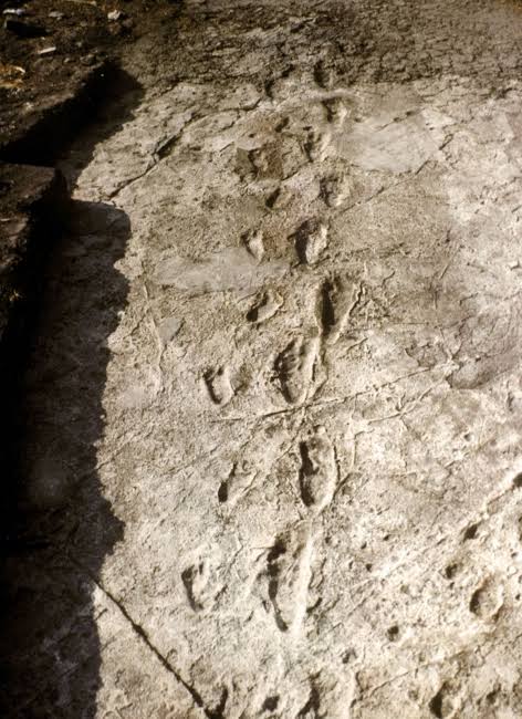Les plus anciennes empreintes de pas d'hominidés connues au monde. - Laetoli